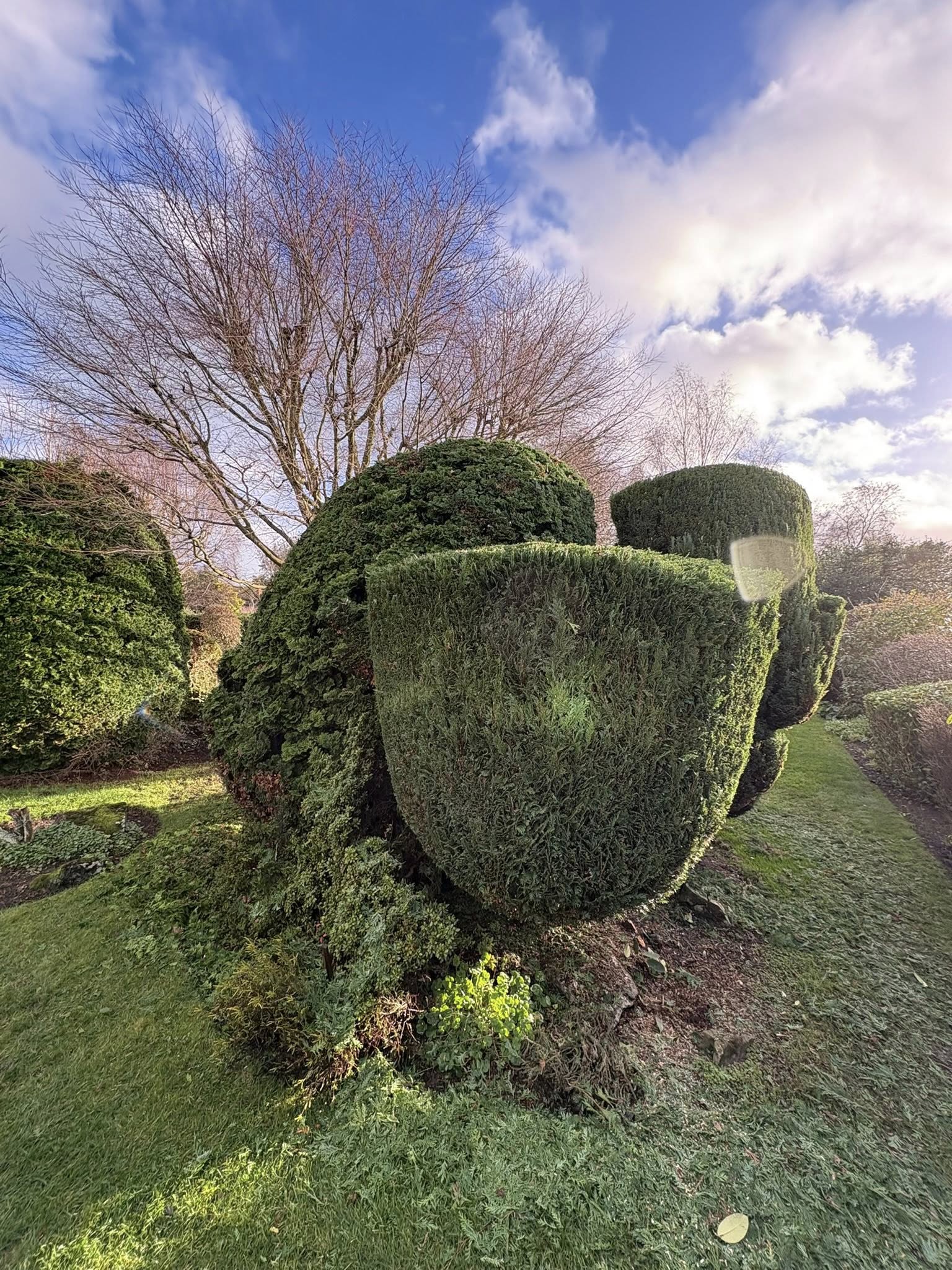 Shaped hedge cutting in Bromsgrove