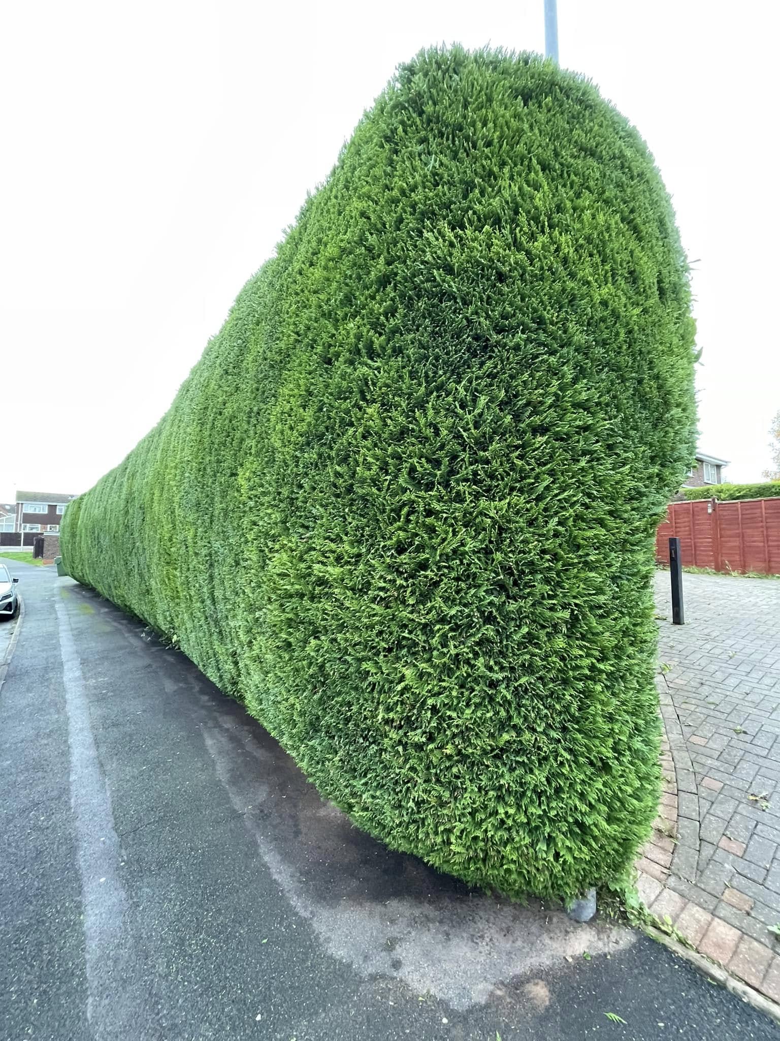 Hedge cutting and trimming in Bromsgrove by Yew Tree Garden Services