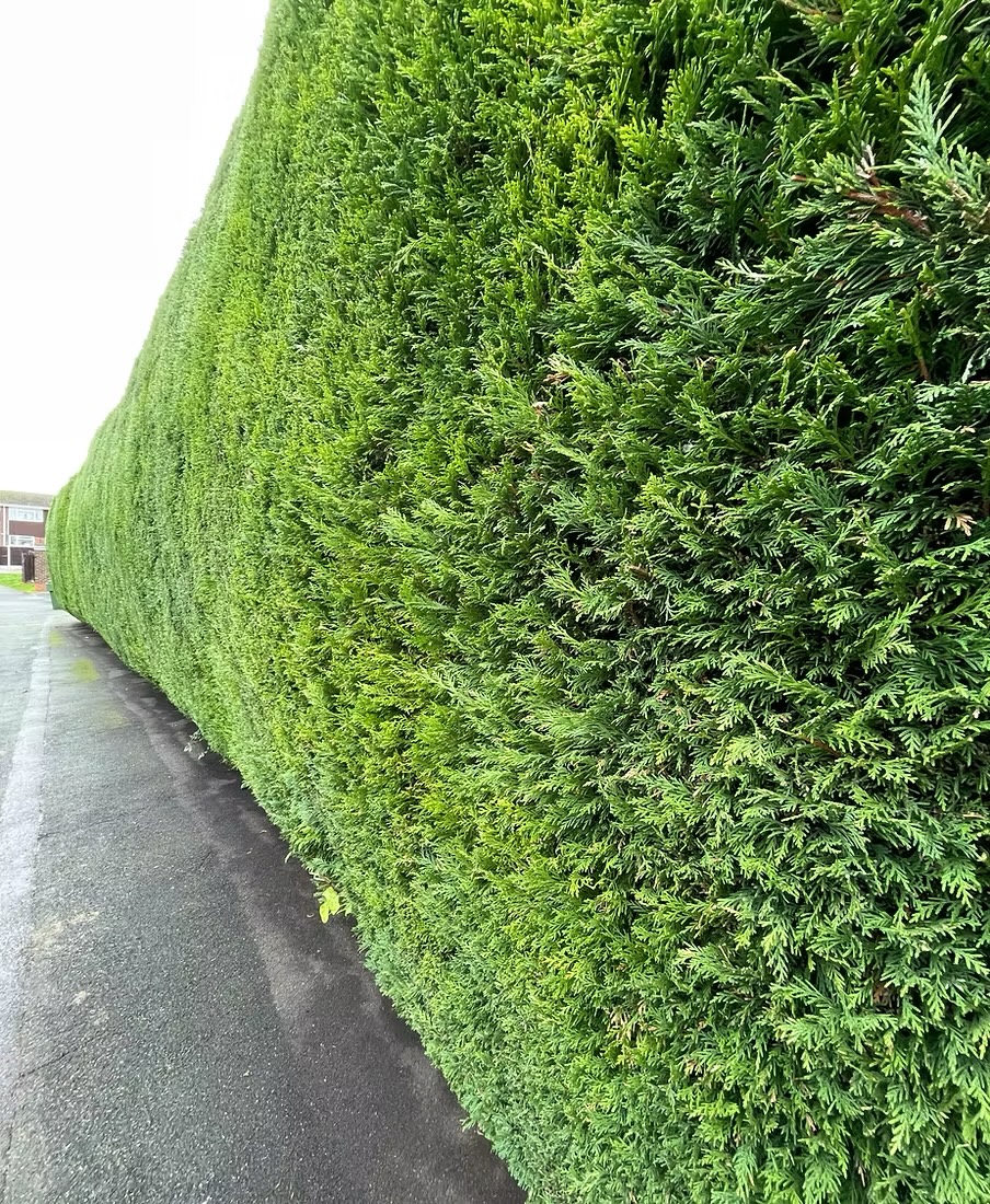 Hedge cutting by Yew Tree Garden Services in Droitwich